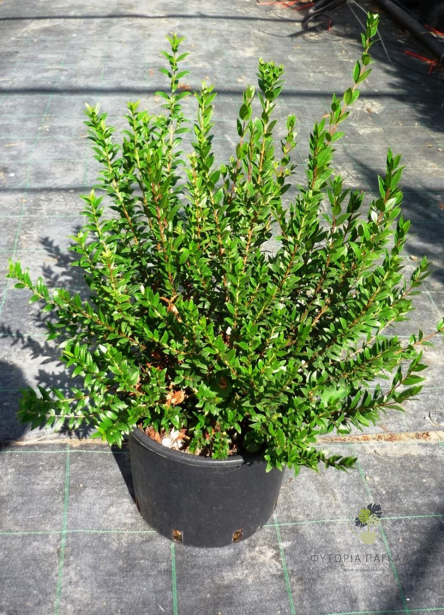 ΜΥΡΤΙΑ – Myrtus communis - 3